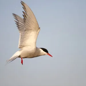 Arctic Tern Print in Flight Over North Frisia Arctic Tern Print in Flight Over North Frisia