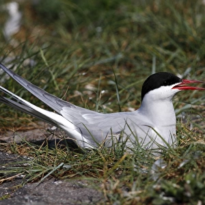 Arctic Tern -Sterna paradisaea-, adult bird on nest, Eidersperrwerk, North Frisia, Germany, Europe