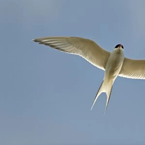 Arctic Tern -Sterna paradisaea-, in flight, Kopasker, Iceland, Europe