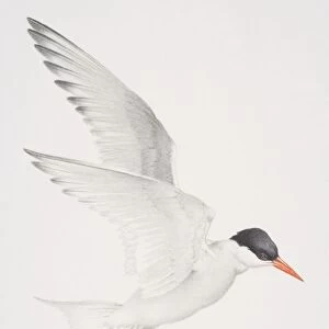 Arctic Tern (Sterna paradisaea) in flight
