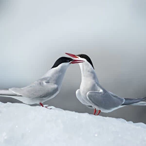 Arctic Terns, Skaftafell National Park, Iceland