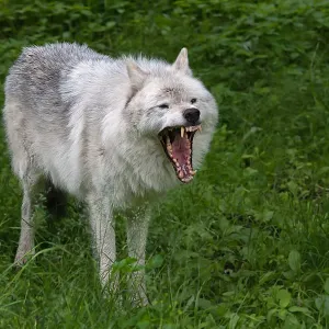 Arctic Wolf Arctic Wolf