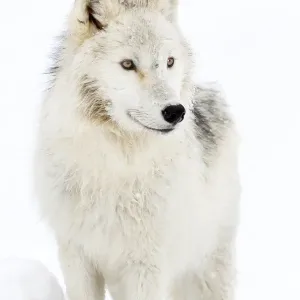 Arctic Wolf Arctic Wolf
