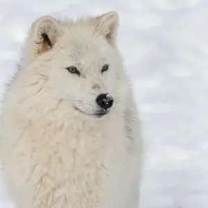 Arctic wolf Arctic wolf