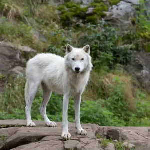 Arctic Wolf Arctic Wolf