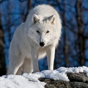 Arctic Wolf Arctic Wolf