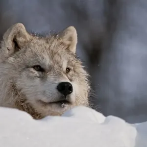 Arctic Wolf Arctic Wolf
