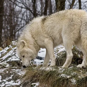Arctic wolf