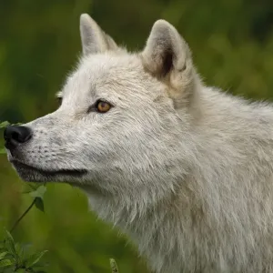 Arctic wolf