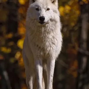 Arctic Wolf