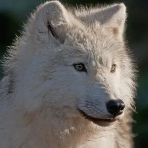 Arctic Wolf