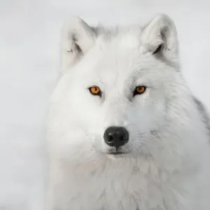 Arctic Wolf Arctic Wolf