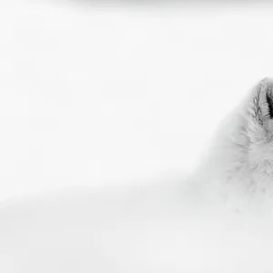 Arctic wolf (Canis lupus arctos) during a snow storm