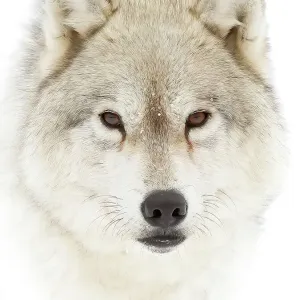 Arctic wolf closeup with snow on its nose in Canada Arctic wolf closeup with snow on its nose in Canada