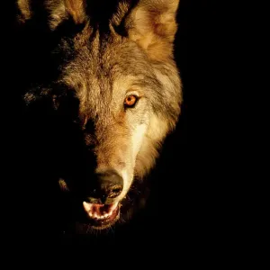 Arctic wolf face detail looking at camera with black background. Wolf eyes Arctic wolf face detail looking at camera with black background. Wolf eyes