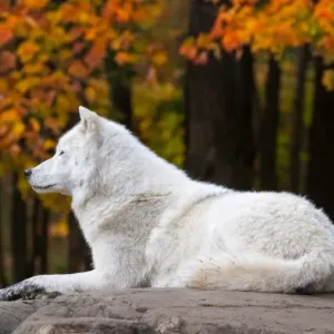 Arctic Wolf in Fall Season Arctic Wolf in Fall Season