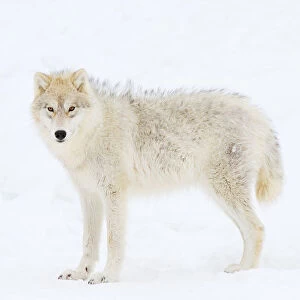Arctic wolf frizzies