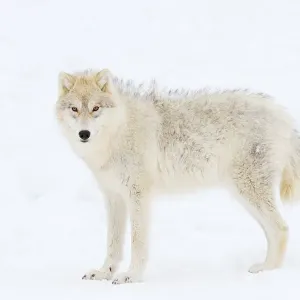 Arctic wolf frizzies Arctic wolf frizzies