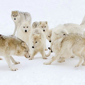 Arctic wolf play