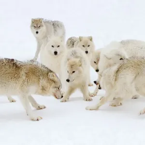 Arctic wolf play Arctic wolf play