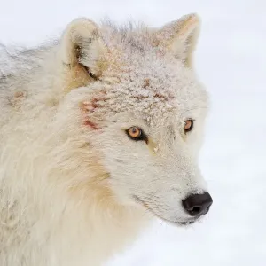 Arctic wolf profile Arctic wolf profile