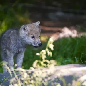 Arctic wolf pup Arctic wolf pup
