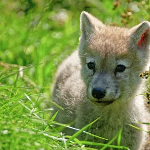 Arctic wolf pup