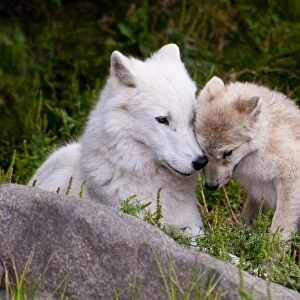 Arctic Wolf And Pup