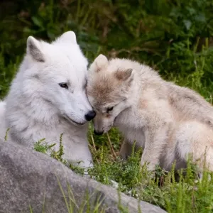 Arctic Wolf And Pup