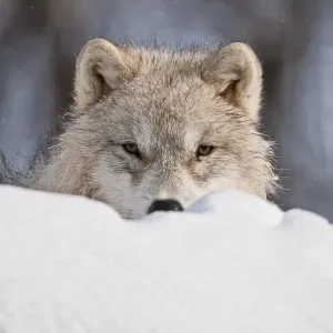 Arctic Wolf Pup