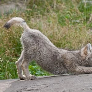 Arctic Wolf Pup Stretching
