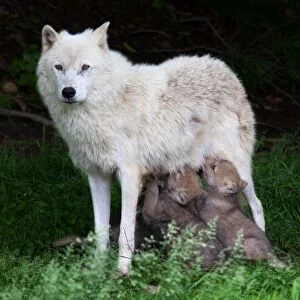 Arctic wolf pups feeding