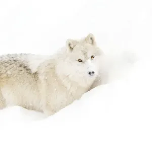 Arctic Wolf in Snow Arctic Wolf in Snow