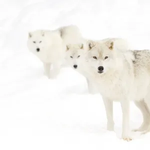 Arctic Wolves