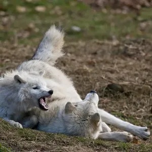 Arctic wolves Arctic wolves