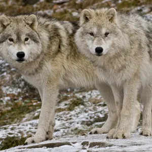 Arctic wolves