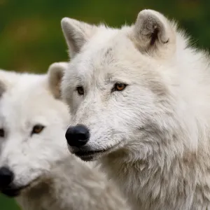 Arctic Wolves