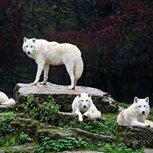 Four arctic wolves