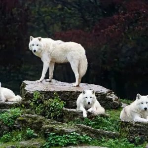 Four arctic wolves Four arctic wolves