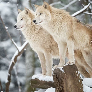 Arctic Wolves Pack in Wildlife, Winter Forest