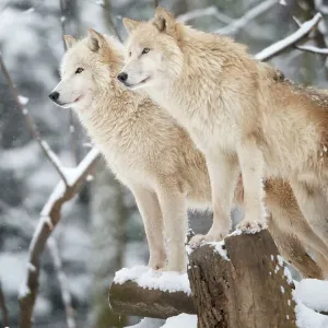 Arctic Wolves Pack in Wildlife, Winter Forest Arctic Wolves Pack in Wildlife, Winter Forest