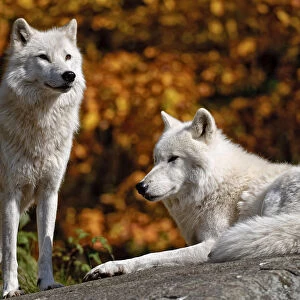 Arctic Wolves On Rock