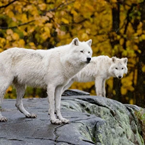 Arctic Wolves On Rocks
