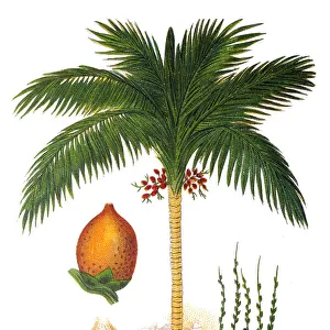Areca catechu, areca palm, areca nut palm, betel palm, Indian nut, Pinang palm