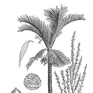 Areca palm (Areca catechu)
