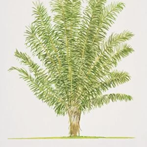 Arenga pinnata, Sugar Palm tree, side view