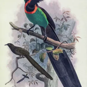 Arfak astrapia, 19th century illustration