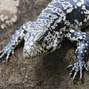 Argentine Black and White Tegu Print, Iguazu Falls Argentine Black and White Tegu Print, Iguazu Falls