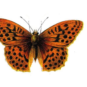 Argynnis Paphia, Silver washed Fritillary, Butterfly, Insects, Wildlife illustration
