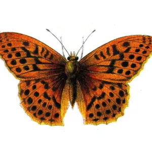 Argynnis Paphia, Silver washed Fritillary, Butterfly, Insects, Wildlife illustration Argynnis Paphia, Silver washed Fritillary, Butterfly, Insects, Wildlife illustration